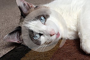 Snowshoe Siamese Close-Up