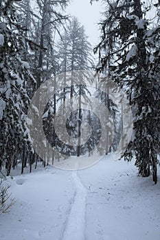 Snowshoe trail after recent snowfall, near Oliver, BC