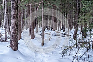 Snowshoe trail in the woods