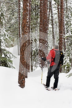 Snowshoeing - Killarney, Ontario photo