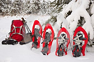 Snowshoes and a backpack standing near fir.