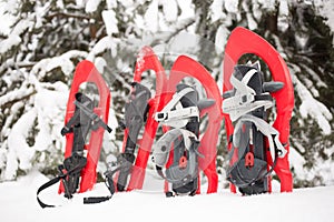 Snowshoes in the forest.