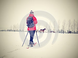 Snowshoes hiker walk at horse farm. Winter season