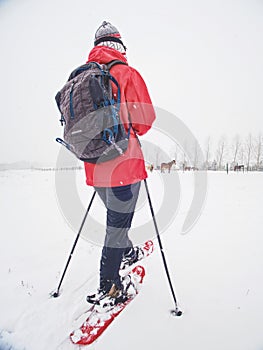 Snowshoes hiker walk at horse farm. Winter season