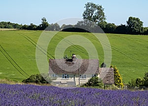 Rural English landscape with white house overlooking lavender fields on a flower farm in the Cotswolds. Green hill behind.