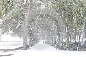 Snowstorm in Charleston, South Carolina photo