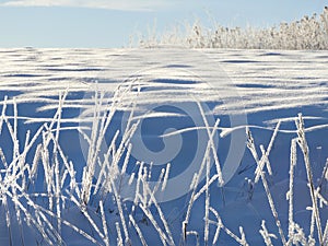 Snowstorm country field with white hoarfrost grasses