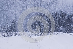 Snowstorm in countryside in wintertime