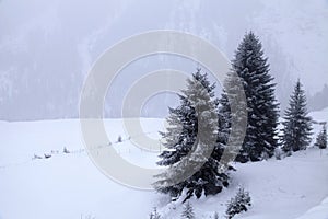 Snowstorm over mountains and spruce trees in winter, Alps, Switz