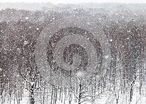 Snowstorm over trees in park in winter