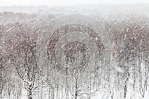 Snowstorm over woods in winter