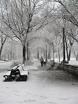 Snowstorm in park in Montreal