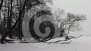 Snowstorm in slow motion on the frozen river next to fallen tree and forest on a cloudy day