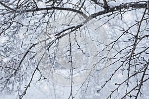 Snowstorm and snowfall. Tree branches in the snow, close-up. For weather news, blizzards. Winter landscape