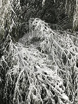 Snowstorm of the year, white out