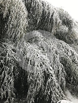 Snowstorm of the year, white out