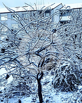 Snowtree