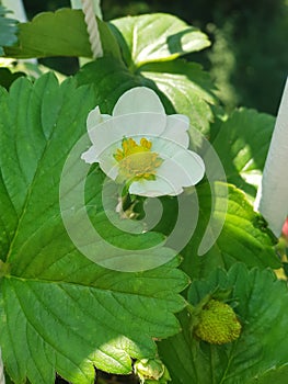 Snowwhite strawberry flower