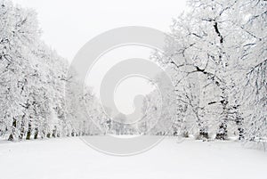 Snowy alley