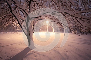 Snowy alley of city illuminated park