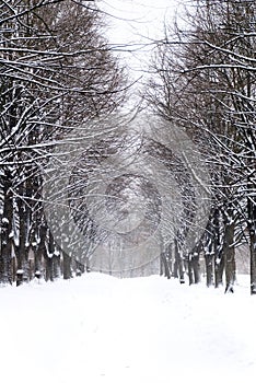 Snowy alley in the park