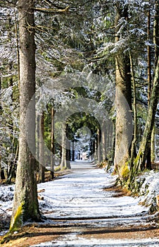 Snowy alley with pine trees at winter