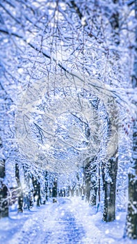 Snowy alley in Poprad