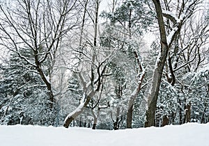 Snowy alley in a snowstorm