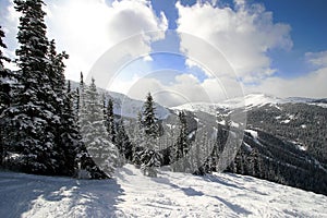 Snowy Alpine Forest