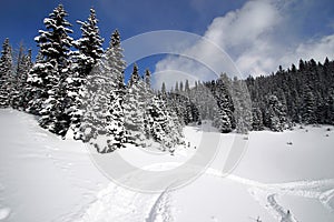 Snowy Alpine Forest