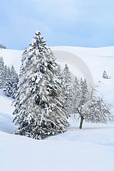 Snowy Alpine Tree on a Pristine Winter Day