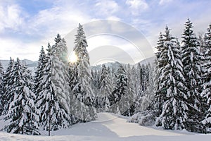Snowy Alpine Trees XI