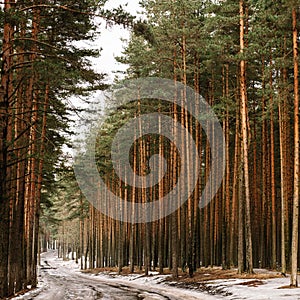 A snowy, aphthalized road through a pine forest along which the carriageways of cars on the carriageway go