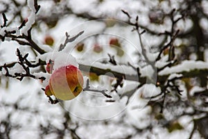 Snowy apple photo