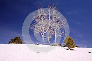 Snowy Aspens