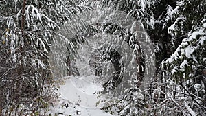 Snowy autumn forest in the Nizhny Novgorod region