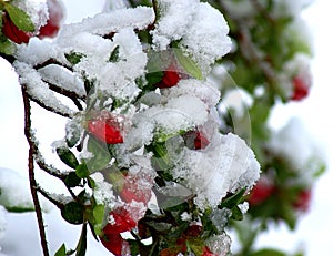 Snowy Azalea Red Buds