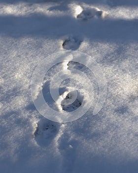 Snowy background with dog tracks in the loose snow in forest