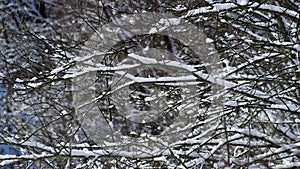 Snowy bare tree branches of frosty winter weather close up. Wintertime scenery.