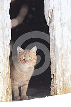 Snowy barn cat