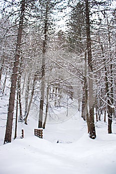 Snowy beech and pine forest in late winter, Sila National Park, Calabria, southern Italy