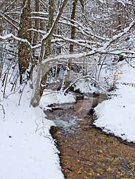 Snowy beech and pine forest in late winter, Sila National Park, Calabria, southern Italy