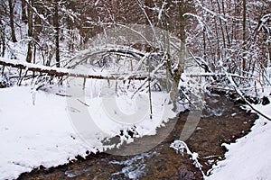 Snowy beech and pine forest in late winter, Sila National Park, Calabria, southern Italy