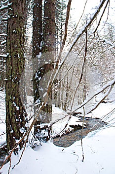 Snowy beech and pine forest in late winter, Sila National Park, Calabria, southern Italy