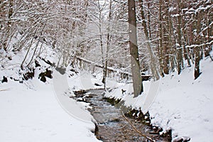 Snowy beech and pine forest in late winter, Sila National Park, Calabria, southern Italy