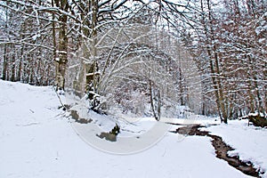 Snowy beech and pine forest in late winter, Sila National Park, Calabria, southern Italy