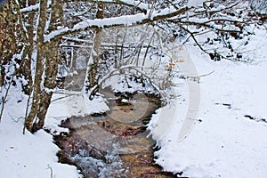 Snowy beech and pine forest in late winter, Sila National Park, Calabria, southern Italy