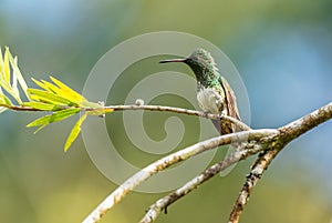 Snowy-bellied Hummingbird - Saucerottia edward photo
