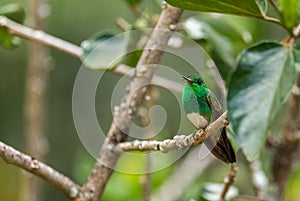 Snowy-bellied Hummingbird - Saucerottia edward photo