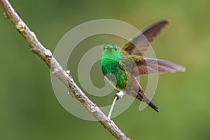 Snowy-bellied Hummingbird - Saucerottia edward photo